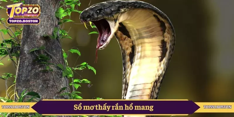 Sổ mơ thấy rắn hổ mang